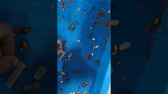 Technologia Unicomp - Testowanie Orzeszków Ziemnych za Pomocą Promieni Rentgenowskich